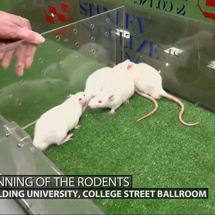 51st annual Running of the Rodents kicks off at Spalding University